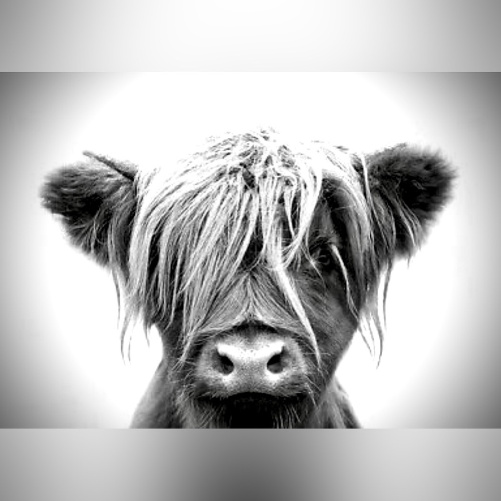 Highland Cow Art Print- Teenage Cow- 8.5”x11” Black & White Art Print